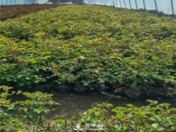 各类盆栽月季上市，南阳杯苗基地全国批发中