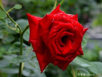 2023年情人节十大玫瑰品种销量榜，卡罗拉位居首位