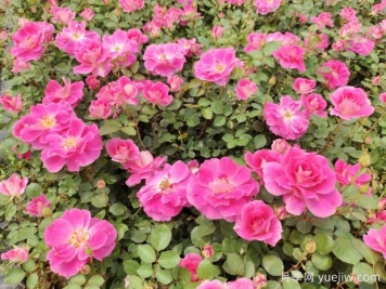 仙境盆栽月季杯苗粉色丰花，绿化工程批发