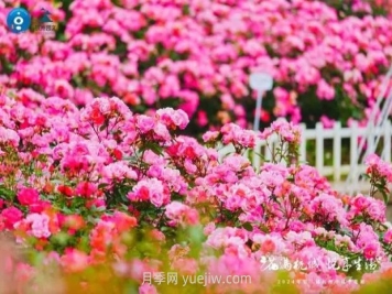 2024年第二届杭州市月季花展举办，赏500万株月季