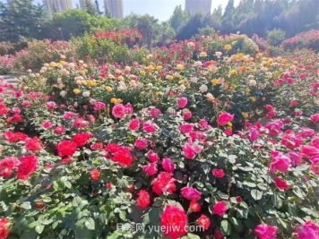 郑州月季公园40万株月季竞相绽放，感受花漾生活