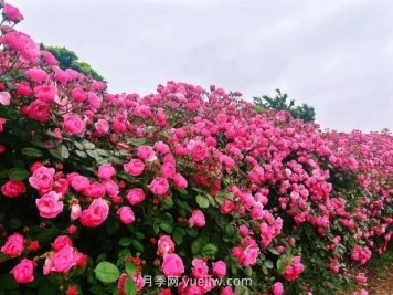 上海放鹤谷无门票，30万朵200多种月季开成了花海