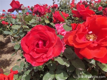 月季、玫瑰、蔷薇分别是什么？如何区别？