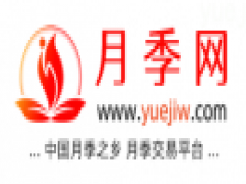 中国上海龙凤419，月季品种介绍和养护知识分享专业网站